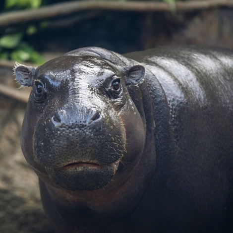 Loro Parque Tenerife hipopótamo salvaje
